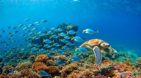 Top 10 des destinations pour explorer les merveilles aquatiques